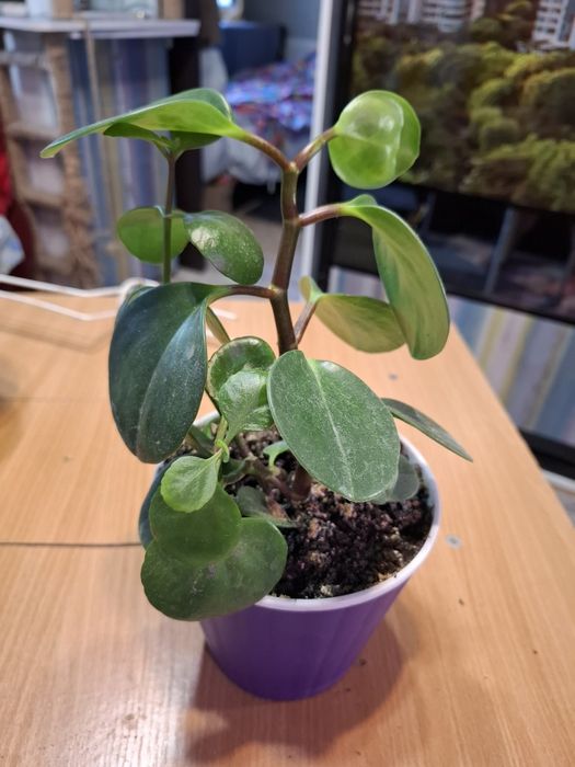 пеперомия в горшке