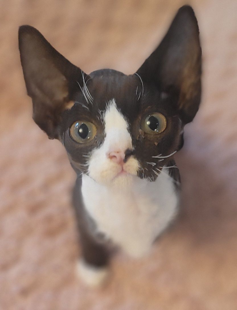 Devon rex cudny kocurek