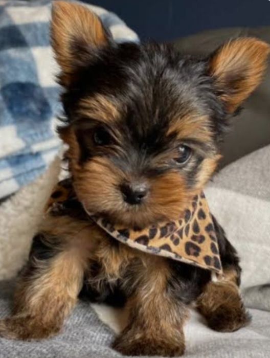 Yorkshire  terrier  ,de qualidade fofo  Excelente qualidade RAÇA