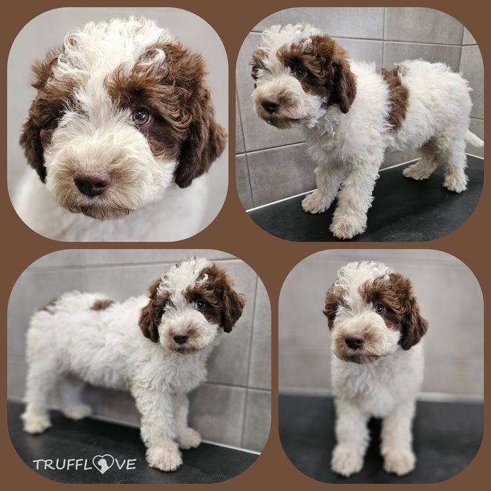 Lagotto Romagnolo FCI biało-brązowy piesek, STRANGER LUCAS, Trufflove
