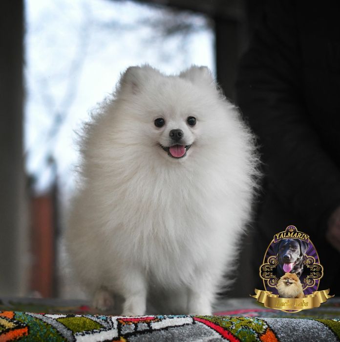 ВЯЗКА  Померанский шпиц.