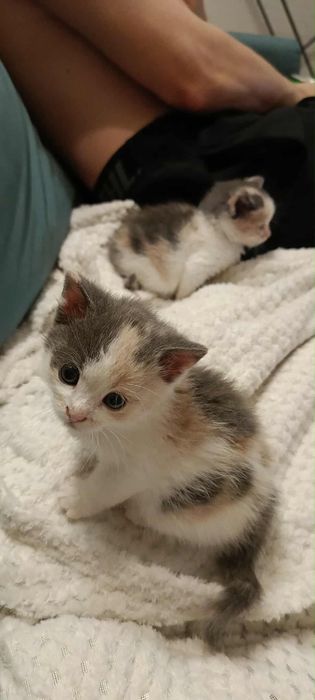 Urocze trikolorki do adopcji