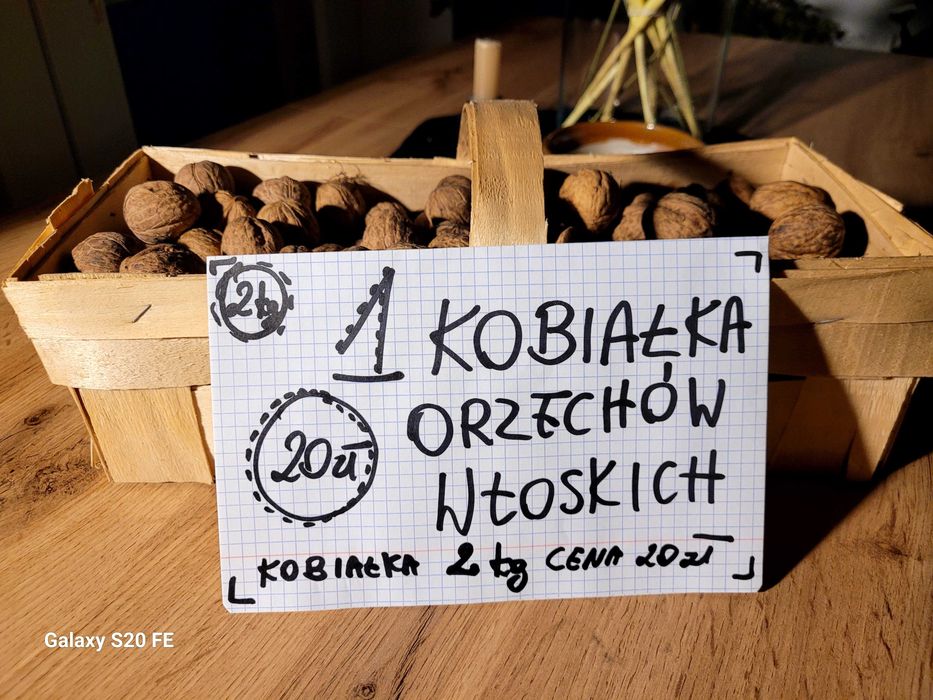 Orzechy Włoskie świeżo zbierane