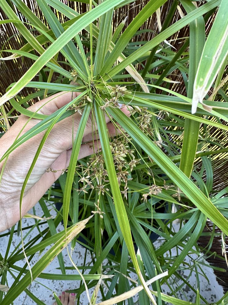 Papirus trawa cibora roslina wodna dla kota domowa 120 cm