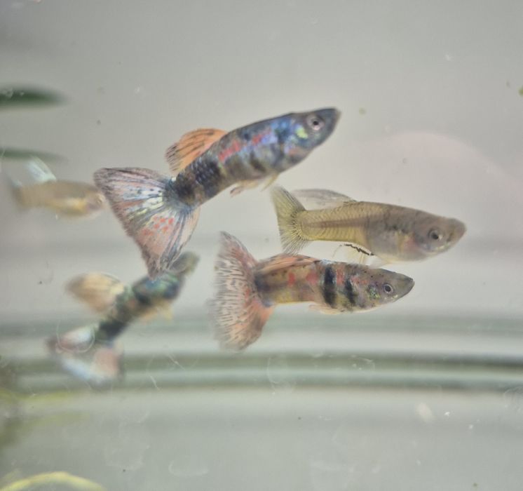 Gupik King  cobra Taiger  Krakow (Swoszowice)