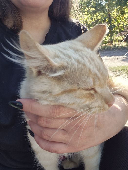 Отдам котёнка в добрые руки