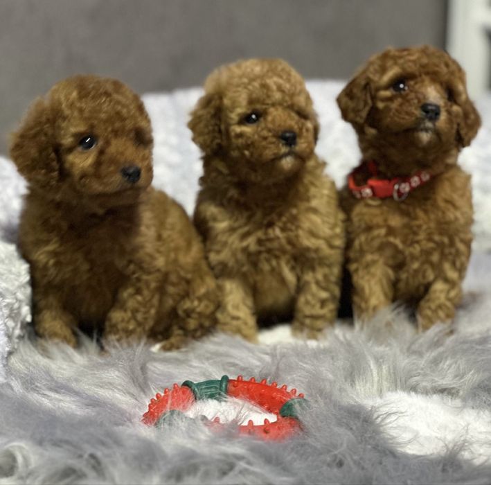 Детки пуделя,красотуны!