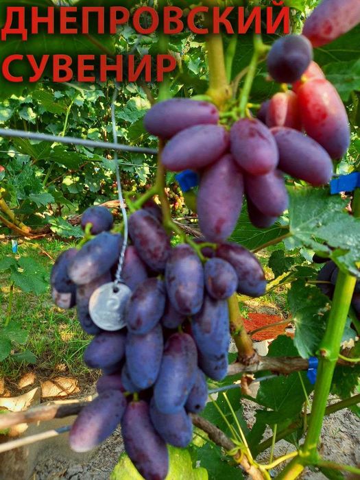 саженцы винограда