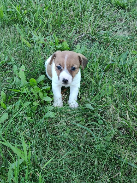 Jack Russell Terrier