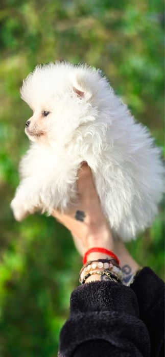 XXS sunia Szpic miniaturowy pomeranian po szkoleniu behawioralnym FC