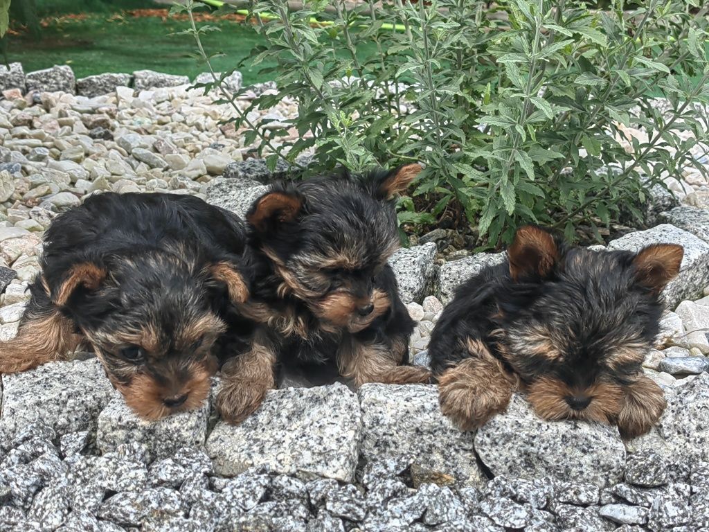 szczenię york mini z metryką