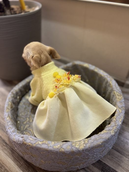 Одяг для маленьких собак