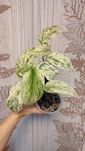 Филодендрон Amydrium zippilanum variegata,Бурле Макс варієгатний Serra