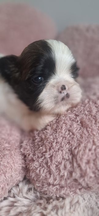 ZAREZERWONANA Sunia rasy shih tzu tricolor