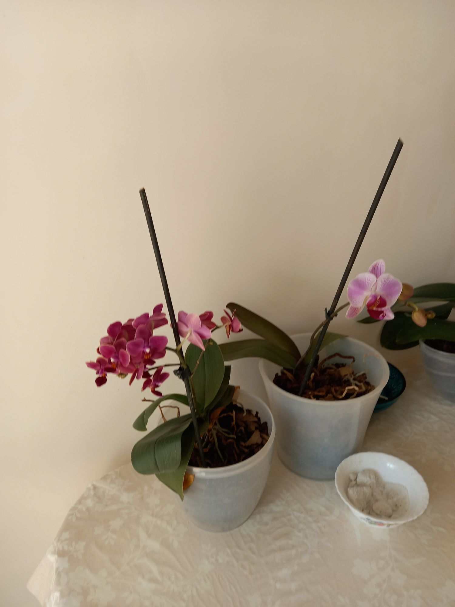 Продам орхідею фаленопсис міні