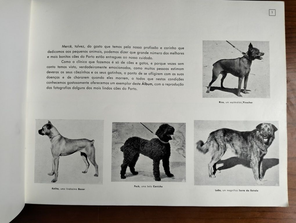 Álbum dos melhores cães - Dr° Rafael Moreira