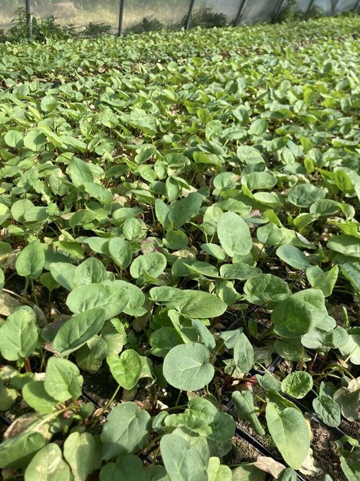 Sadzonka rabarbaru odmiana lider doniczki P9