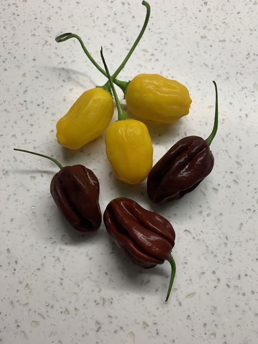 Насіння екстрагострого перцю (Carolina, Charapita, Big Mama, Habanero)