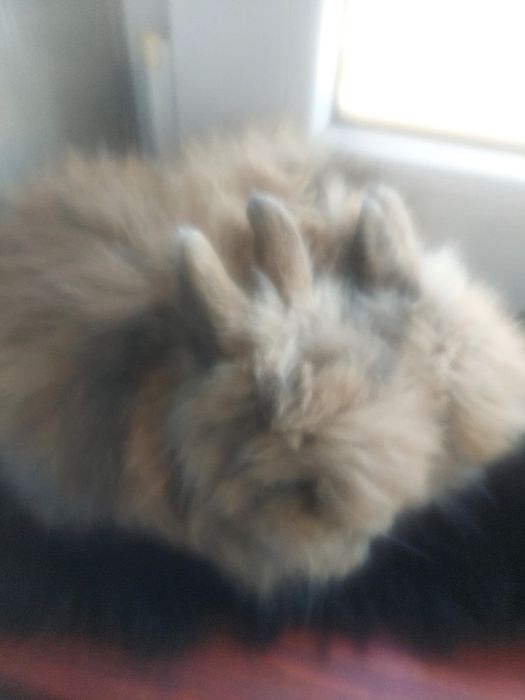 Karzełek teddy królik miniaturka