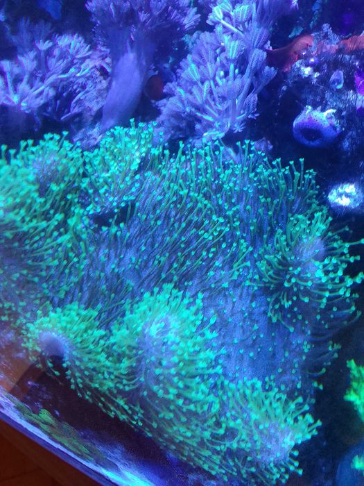 Akwarium morskie z całym życiem i osprzętem # koral # koralowce # ryby