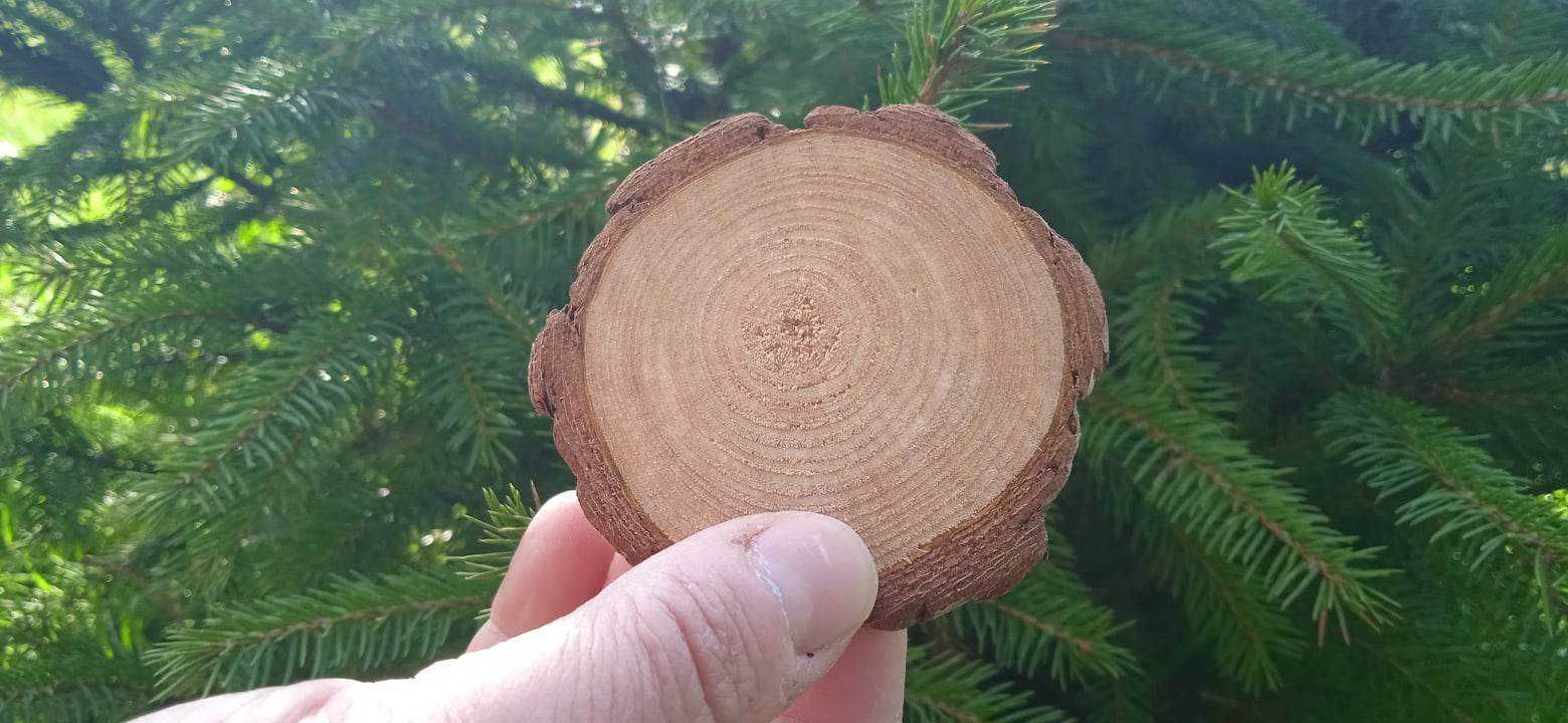 Plastry drewna, 1 metr kwadratowy, Na ścianę, Krążki drewniane