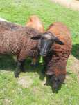 Cztery Barany +pastuch