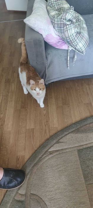 Znalezione Koty szukają domu  !