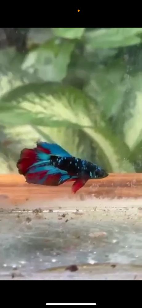 Peixes bettas