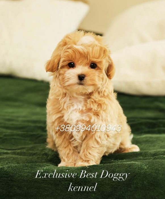 Ексклюзивні малята - цуценята. Мальтіпу ф1.  Темна карамель, брауні