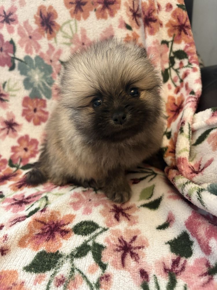 Pomeranian XXS miniaturka piesek do odbioru