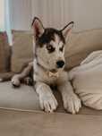 Szczenię, szczeniak Siberian Husky