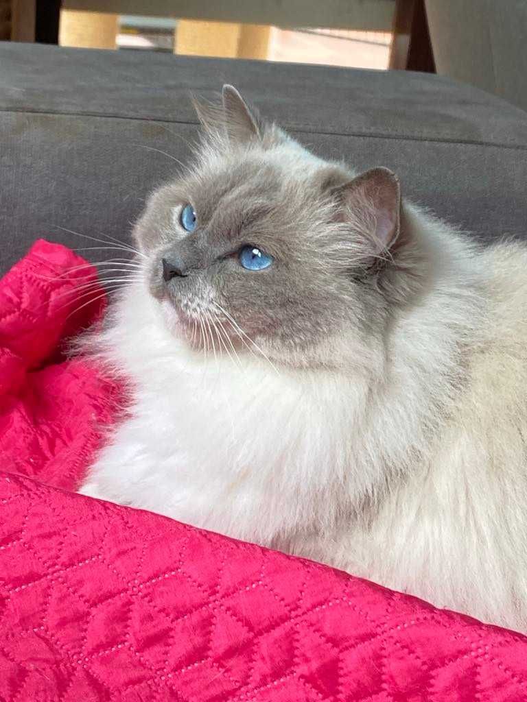Gatinha Ragdoll com pedigree