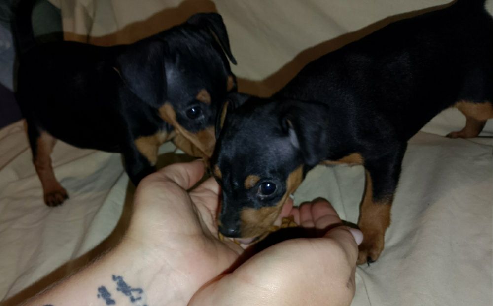 Щенки цвергпинчера