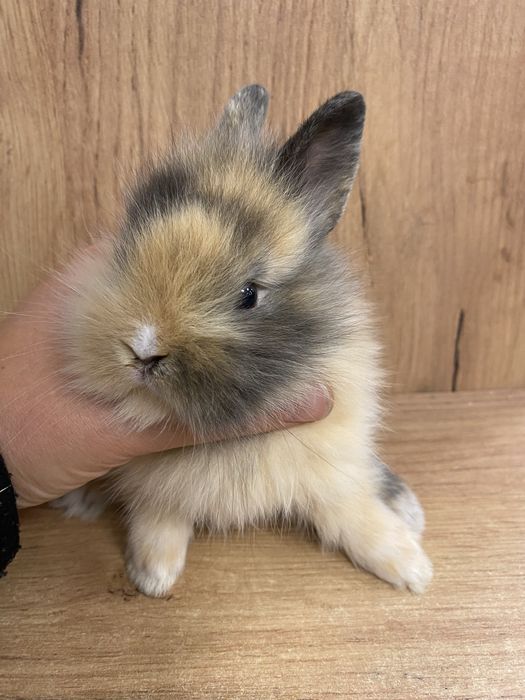 Królik karzełek miniaturka jak teddy trikolor zooanimals