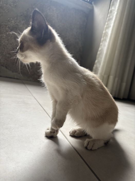 Dá-se gatinha.