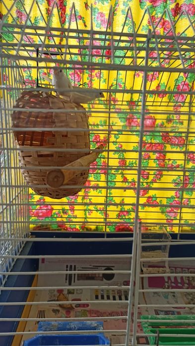 Клітки для японських білих амадін