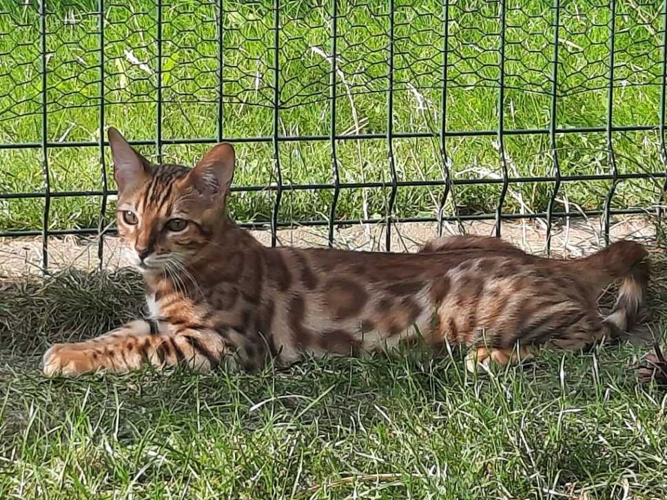 CHILI Jadry*PL - 6-miesięczny kocurek bengalski