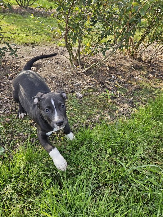 Bandog piesek szczeniak