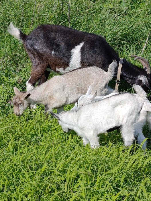 Цапики та козочки різного віку та різних батьків