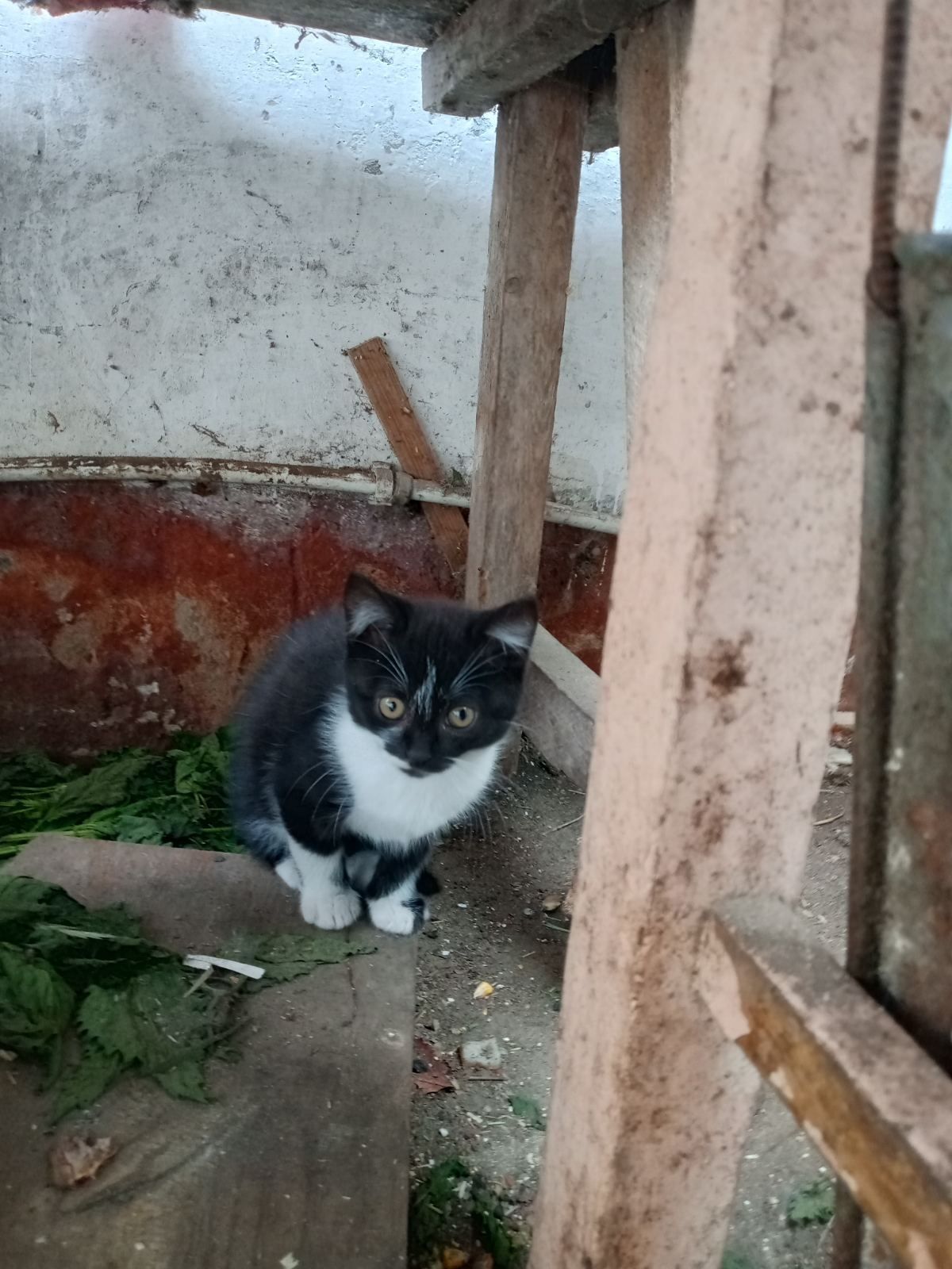 Безкоштовно віддамо котиків