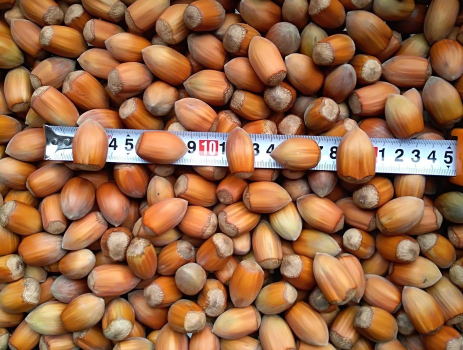 orzechy laskowe na ozdoby XL 1,5kg