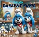 Psi fryzjer Smerfny  Pupil