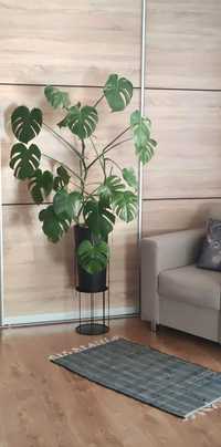 Kwiatek Monstera 120 cm