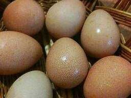 Акція Інкубаційне Яйце Індюк БЮТ 8 Під Замовлення