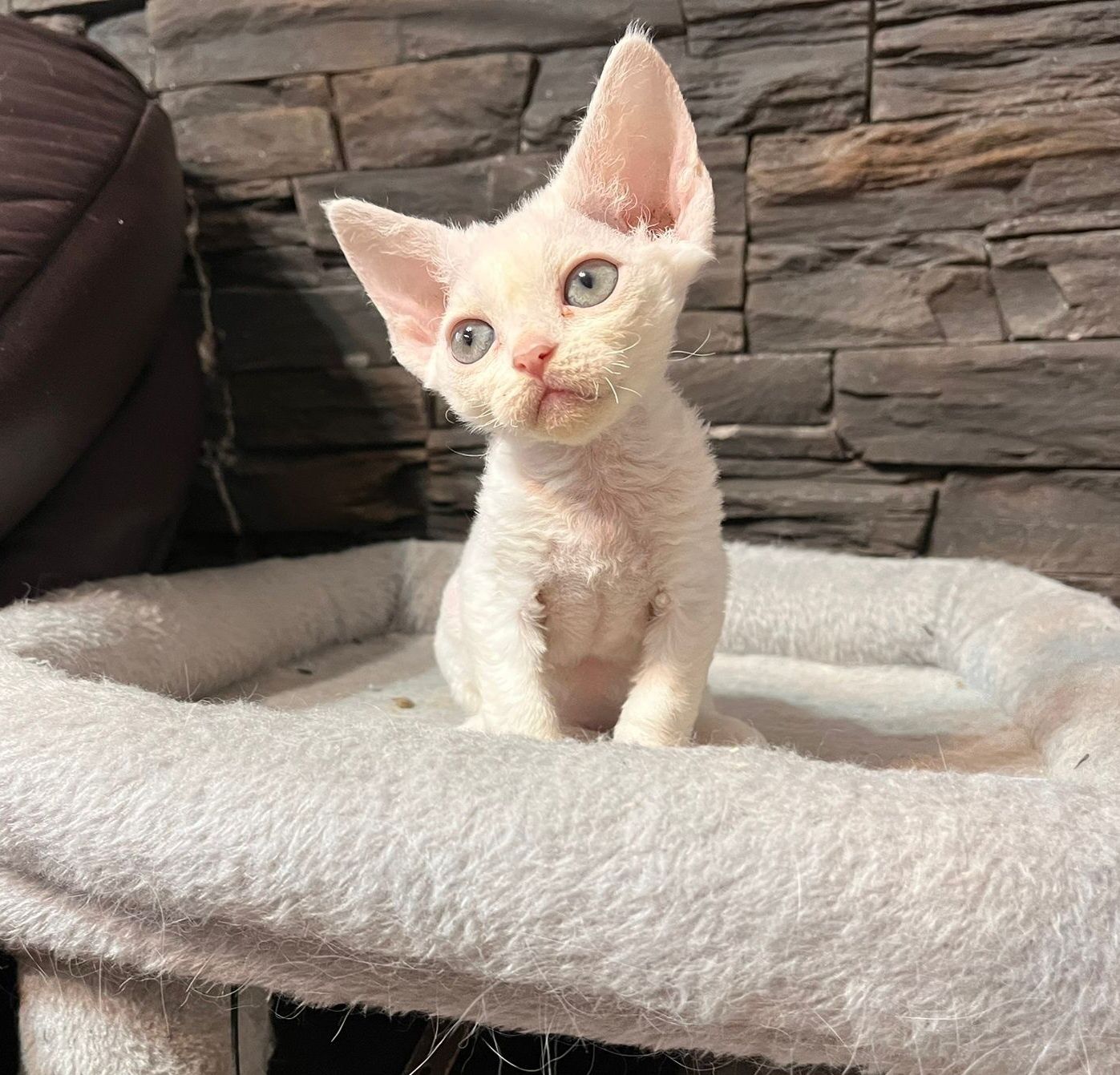 Koteczka Devon Rex