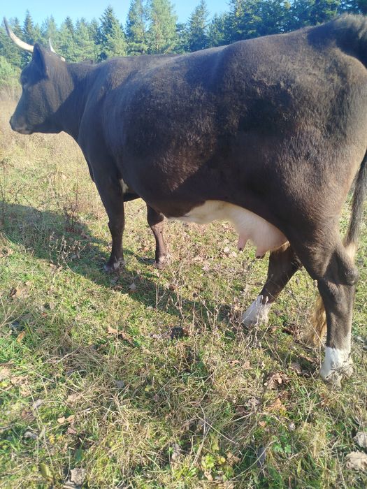 Продам корову тільна