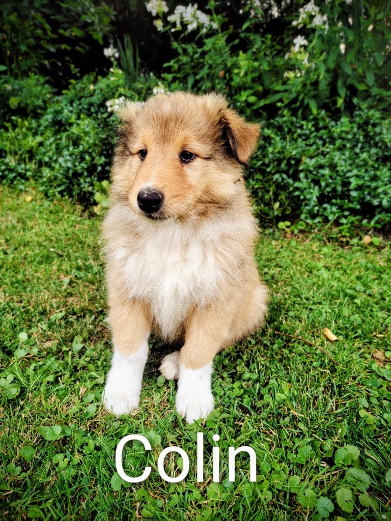 Owczarek szkocki collie lessie samiec szczeniak