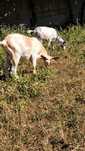 Um casal de cabras com 8 meses para mudar de  pasto