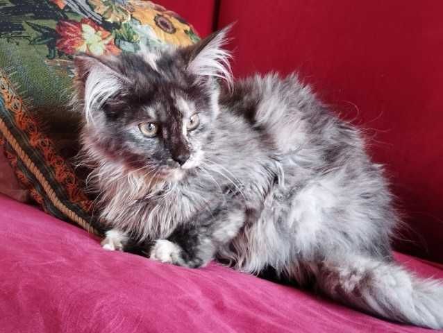 Koty Maine Coon szukają nowego domku