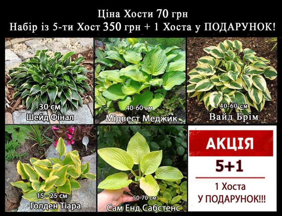 РОЗПРОДАЖ!!! Хоста 35 сортів